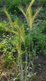 Load image into Gallery viewer, Wheat Cross (Triticale) - Braveheart