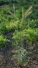 Load image into Gallery viewer, Wheat Cross (Triticale) - Braveheart