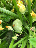 Load image into Gallery viewer, Squash (Summer) - Bennings Green Tint

