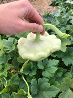 Load image into Gallery viewer, Squash (Summer) - Bennings Green Tint