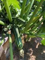 Load image into Gallery viewer, Squash (Zucchini) - Costata Romanesco