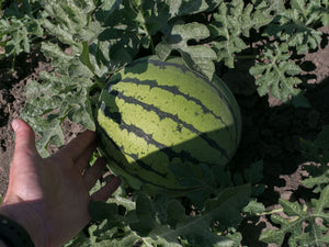 Watermelon - Cream of Saskatchewan