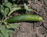 Load image into Gallery viewer, Cucumber - Aonaga Jibai