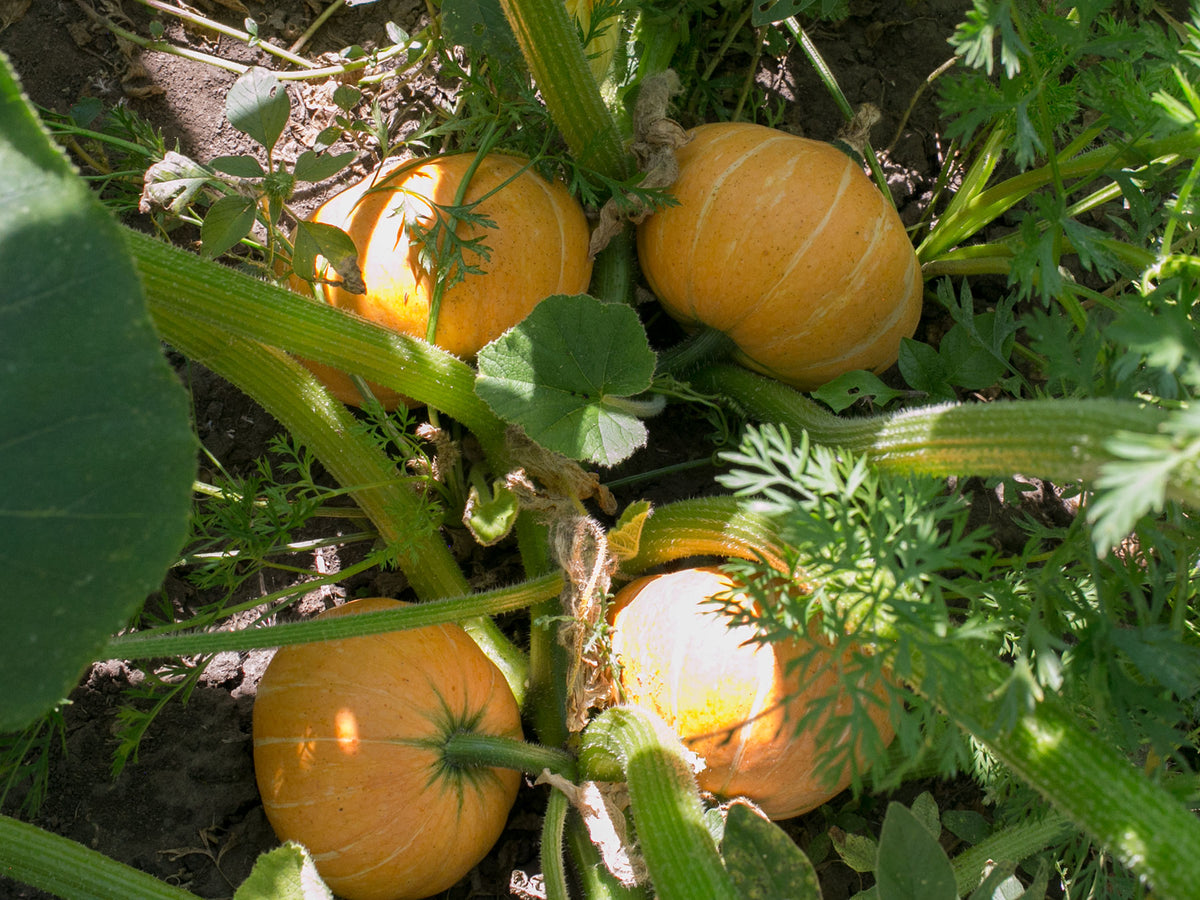 Squash (Winter) - Gold Nugget – Prairie Garden Seeds