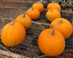 Load image into Gallery viewer, Pumpkin - Young's Beauty