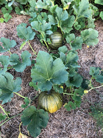 Load image into Gallery viewer, Pumpkin - Young's Beauty