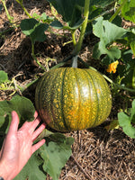 Load image into Gallery viewer, Pumpkin - Young's Beauty