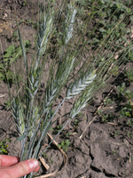 Load image into Gallery viewer, Wheat (Durum) - Banyoles Blue