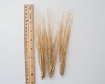 Load image into Gallery viewer, Wheat Cross - Tritordeum