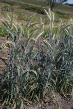 Load image into Gallery viewer, Wheat Cross (Triticale) - Alta