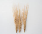 Load image into Gallery viewer, Wheat Cross - Tritordeum