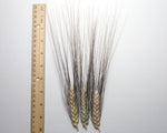 Load image into Gallery viewer, Wheat (Durum) - De Cañete la Réal