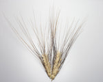 Load image into Gallery viewer, Wheat (Durum) - Senatore Cappelli