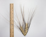 Load image into Gallery viewer, Wheat (Durum) - Senatore Cappelli