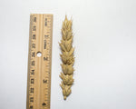 Load image into Gallery viewer, Wheat (Bread) - Early Red Fife