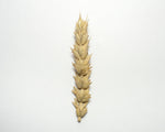 Load image into Gallery viewer, Wheat (Bread) - Early Red Fife