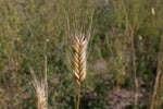 Load image into Gallery viewer, Wheat (Einkorn) - Blé Dur Arcour