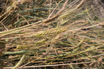 Load image into Gallery viewer, Wheat (Emmer) - Erythrurum