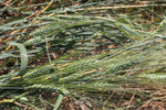 Load image into Gallery viewer, Wheat (Emmer) - Erythrurum