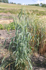 Load image into Gallery viewer, Wheat (Emmer) - Abyssinian