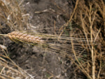 Load image into Gallery viewer, Wheat (Durum) - Kubanka
