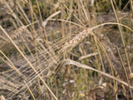 Load image into Gallery viewer, Wheat (Durum) - Kubanka
