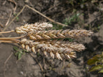 Load image into Gallery viewer, Wheat (Bread) - Major