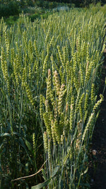 Load image into Gallery viewer, Wheat (Bread) - Red Bobs