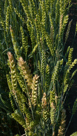 Load image into Gallery viewer, Wheat (Bread) - Red Bobs