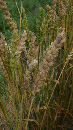 Load image into Gallery viewer, Wheat (Bread) - Red Bobs