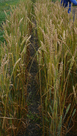 Load image into Gallery viewer, Wheat (Bread) - Red Bobs