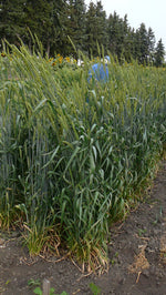 Load image into Gallery viewer, Wheat (Bread) - Rouge de Bordeaux