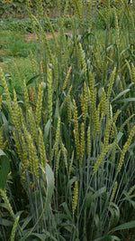 Load image into Gallery viewer, Wheat (Bread) - Rouge de Bordeaux