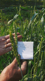 Load image into Gallery viewer, Wheat (Bread) - Rouge de Bordeaux