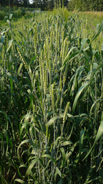 Load image into Gallery viewer, Wheat (Bread) - Rouge de Bordeaux