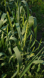 Load image into Gallery viewer, Wheat (Bread) - Rouge de Bordeaux