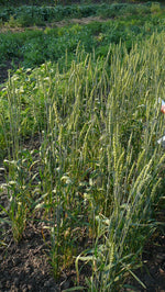 Load image into Gallery viewer, Wheat (Bread) - Saunders