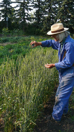 Load image into Gallery viewer, Wheat (Bread) - Saunders