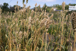 Load image into Gallery viewer, Wheat (Species) - Barrel