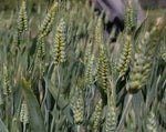 Load image into Gallery viewer, Wheat (Species) - Dwarf Indian