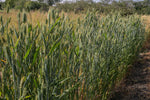 Load image into Gallery viewer, Wheat (Species) - Dwarf Indian