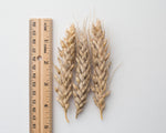 Load image into Gallery viewer, Wheat (Species) - T. Jacubzineri