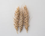 Load image into Gallery viewer, Wheat (Species) - T. Jacubzineri