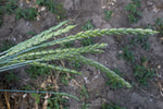 Load image into Gallery viewer, Wheat (Spelt) - Spring