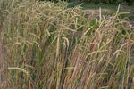 Load image into Gallery viewer, Wheat (Spelt) - Spring