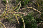 Load image into Gallery viewer, Wheat (Spelt) - Spring