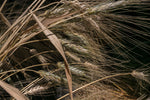Load image into Gallery viewer, Wheat (Durum) - Xeres