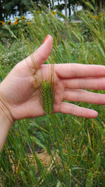 Load image into Gallery viewer, Wheat (Species) - Zhukovsky