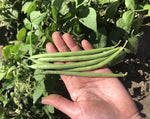 Load image into Gallery viewer, Filet Bean (Bush) - Aramis