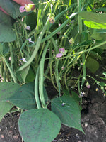 Load image into Gallery viewer, Filet Bean (Bush) - Aramis